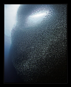 "Alien Face"

Amazing, what sardines do to scare you! by Henry Jager 